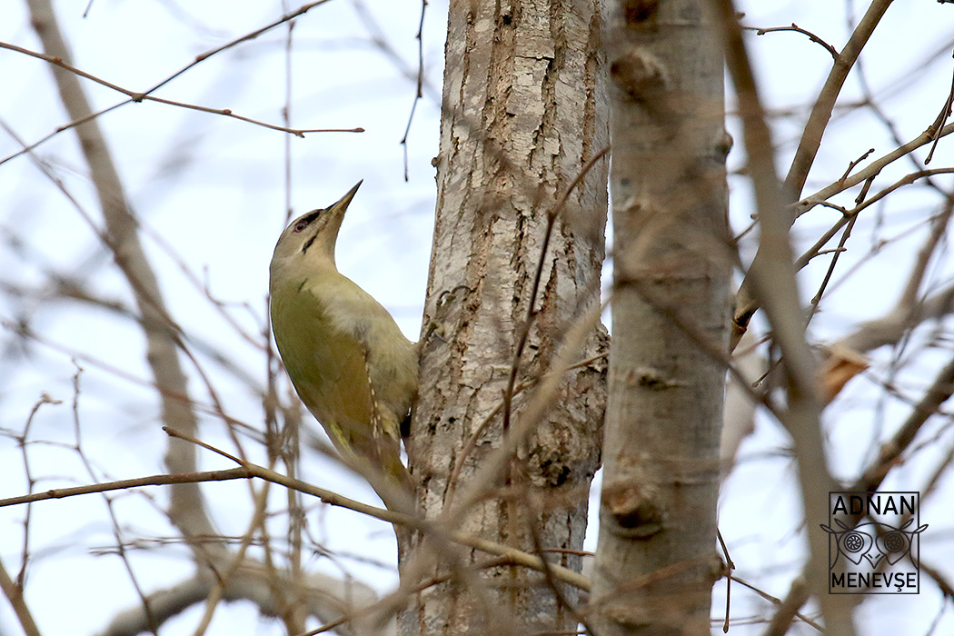 Gray-headed Woodpecker — Ana fotoğraf